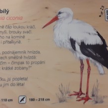 Projektový den PTÁCI